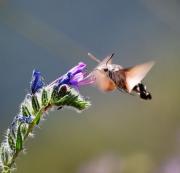 Macroglossum stellatorum (Bufaforats)