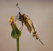 Papilio machaon (Macaó)