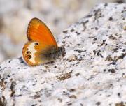 Coenonympha arcania