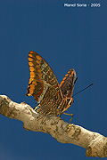 Charaxes jasius