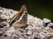 Papallona de l'arboç  (Charaxes jasius)