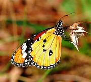 Danaus chrysippus