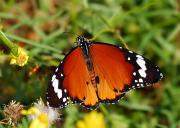 Danaus chrysippus