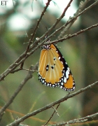 Danaus chrysippus