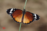 Mariposa Tigre