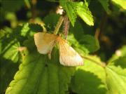 Eulithis pyraliata