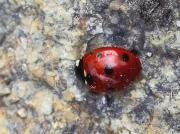 Marieta (Coccinella septempunctata)