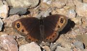 Erebia palarica