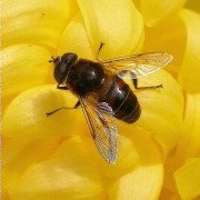 Eristalis sp