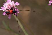 Escarabat d'antenes llargues Purpuricenus budensis