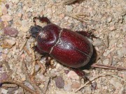 Escarabat piloter (Scarabaeus sacer)