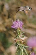 Esfinge colibrí (Macroglossum stellatarum)