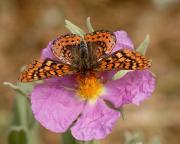 Euphydryas aurinia