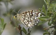 Gelosia de Heath (clathrata Semiothisa)