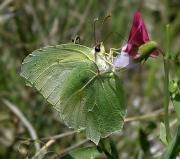 Gonepteryx rhamni