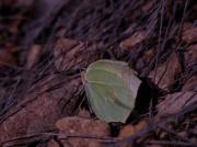 Gonepteryx cleopatra