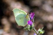 Llimonera (Gonepteryx rhamni)