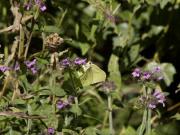 Gonepteryx rhamni