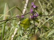 Gonepteryx rhamni