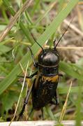 Grill. Grillo campestre (Gryllus campestris)