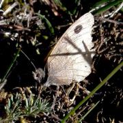 Hipparchia statilinus ?