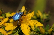 Hoplia coerulea