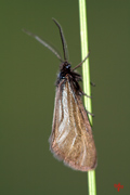 Zygaenoidea-Heterogynidae