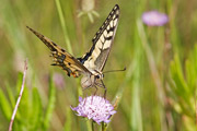 Papilio machaon