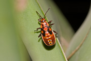 Spilostethus pandurus, ninfa