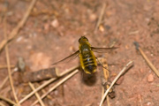 Bombyliidae villa sp.