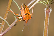 Carpocoris mediterraneus