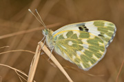 Pontia daplidice