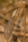 Myrmeleontidae sp.
