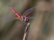 Mascle de Libèl·lula (Crocothemis erythraea)