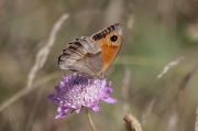 Bruna dels prats.Maniola jurtina