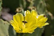 Abella (Apis mellifera)