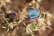 Polyommatus bellargus