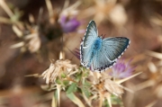 Polyommatus bellargus