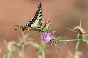 Papallona. Papilio machaon