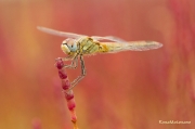 Sympetrum fonscolombii