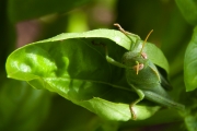 Llagosta.Anacridium aegyptium.