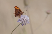 Papallona de ls C. Blanca