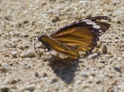 Papallona tigre (Danaus (Anosia) chrysippus)