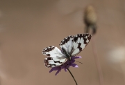 Escac ferruginós (Melanargia occitanica)