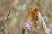 Margenera comuna (Lasiommata megera)