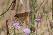 Margenera comuna (Lasiommata megera)