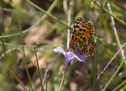 Melitaea sp.