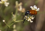 Clytra quadripunctata