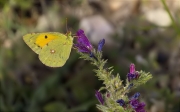 Safranera de l'alfals (Colias crocea)