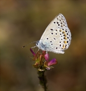 Blaveta comuna (Polyommatus icarus)